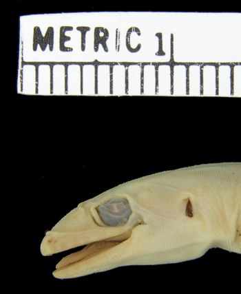 Media type: image;   Herpetology R-5740